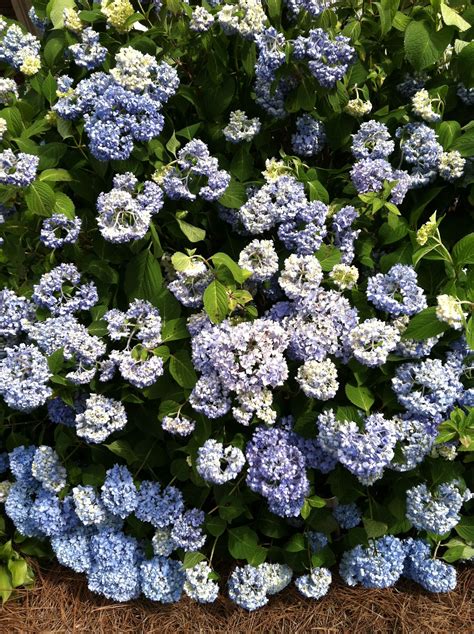 My hydrangea bush