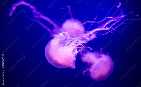 Beautiful jellyfish, medusa in the neon light with the fishes. Aquarium with blue jellyfish and ...