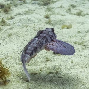 Spiny red gurnard - Facts, Diet, Habitat & Pictures on Animalia.bio