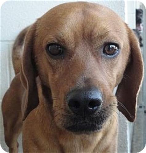 Red | Adopted Dog | 145 | Jacksonville, AR | Basset Hound/Pug Mix