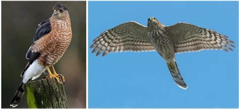 Birds of Prey in Arizona! (21 COMMON Species) - Bird Watching HQ