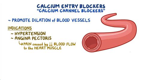 Calcium channel blockers: Video, Anatomy & Definition | Osmosis