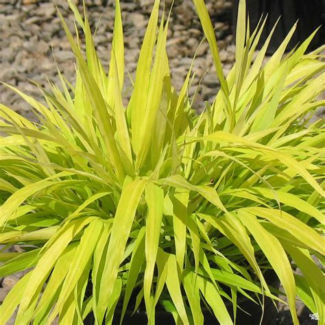 Japanese Forest Grass 'All Gold' — Green Acres Nursery & Supply