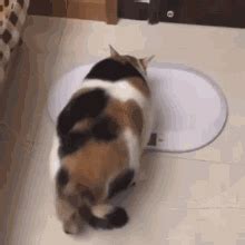 Fat Fat Cat GIF – Fat Fat Cat Super Fat Cat – Откриване и споделяне на GIF файлове