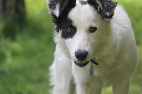 Are there white Border Collies, and are they rare? - BorderCollieHealth