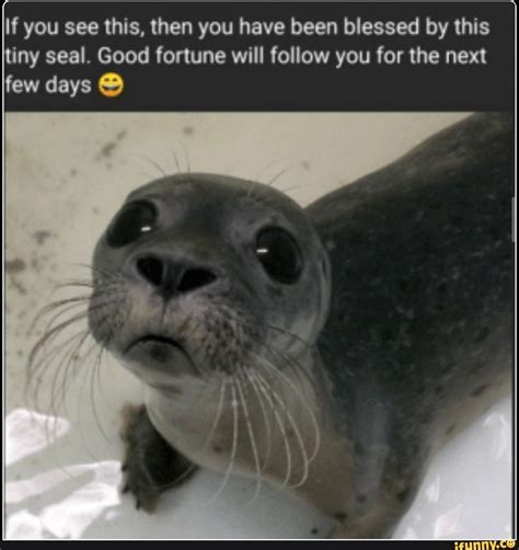 Cute Baby Seal Meme | Meme Baby