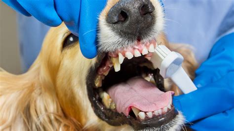Dog Teeth Cleaning Guide - GoodRx