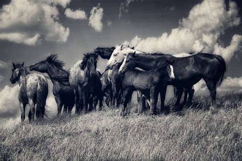 Black and White Horse Wallpaper - WallpaperSafari