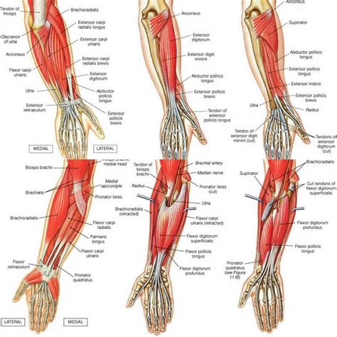 Wrist Flexors Muscles Snphysio Flexors And Extensors Of The Forearm Muscles | Forearm muscles ...