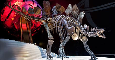 New Stegosaurus Skeleton at Natural History Museum | Guide London