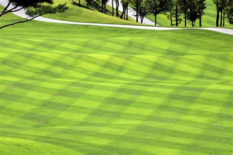 The Different Types of Golf Course Grass – TWL Irrigation