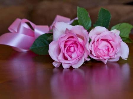 Roses for you - Flowers & Nature Background Wallpapers on Desktop Nexus (Image 1519039)