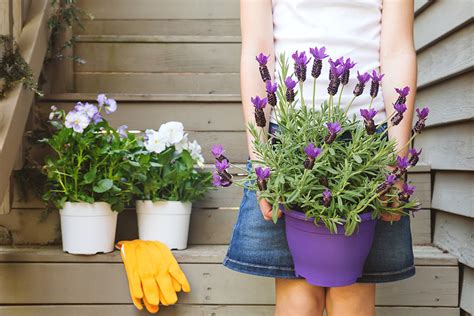 6 Tips for Growing Fragrant Lavender in Pots - Clean Green Simple