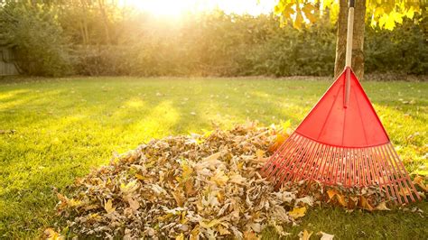 How to Rake Leaves: 12 Tips for a Clean lawn