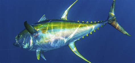 YellowFin Tuna - Punta Cana Fishing Charters