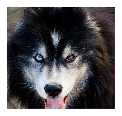 Los huskies tienen cada ojo de distinto color. No photosh… | Flickr