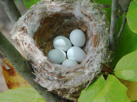 Goldfinch nest and eggs | Flickr - Photo Sharing!