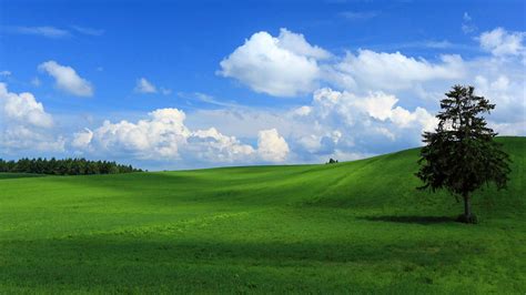 Download Tree Green Nature Field HD Wallpaper