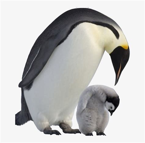 Penguin Png Image Transparent Background - Baby Penguin Png - 658x727 PNG Download - PNGkit