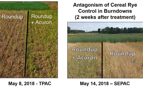 Air Temps And Herbicide Efficacy | Purdue University Pest&Crop newsletter