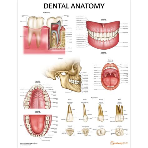 Dental Anatomy | ubicaciondepersonas.cdmx.gob.mx