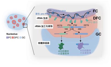 Nature：陈玲玲团队发现核仁新结构调控核糖体 RNA 末端加工重要机制-丁香实验