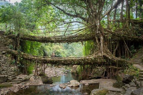 Double Decker Living Root Bridge in Meghalaya