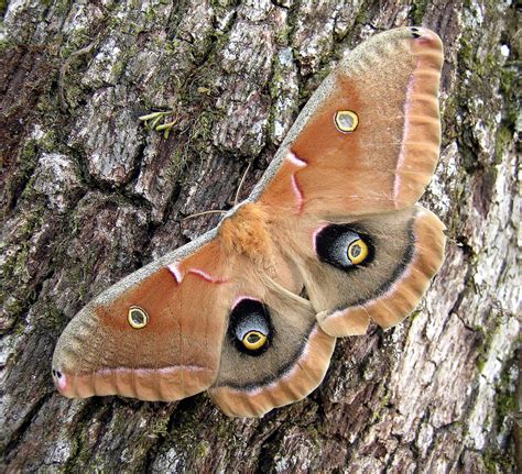 Polyphemus Moth (Capilano Suspension Bridge Park) · BioDiversity4All