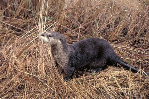 PLATEAU LAND AND WILDLIFE MANAGEMENT NEWS: RIVER OTTERS RETURNING TO TEXAS WATERWAYS