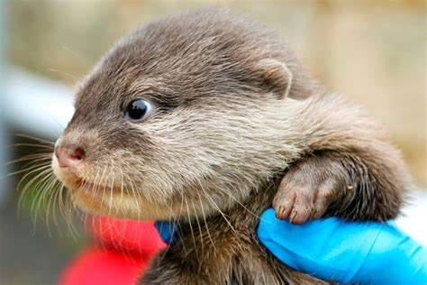 Animal Fun Cute baby otters born at Perth zoo (5 pics) ~ I Love Funny ...