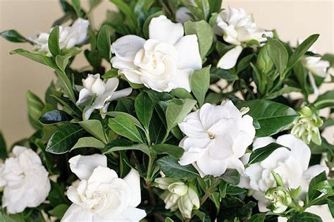 Gardenia: Plant Care & Growing Guide