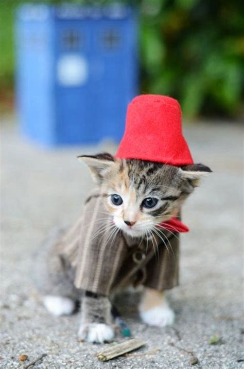 26 Photos of Cute Kitties in Costumes | Kittens in costumes, Cute cats ...