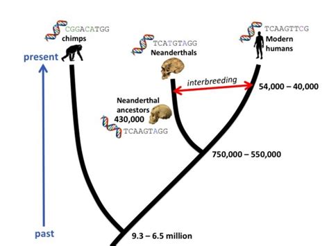 Molecular clocks track human evolution | Human World | EarthSky