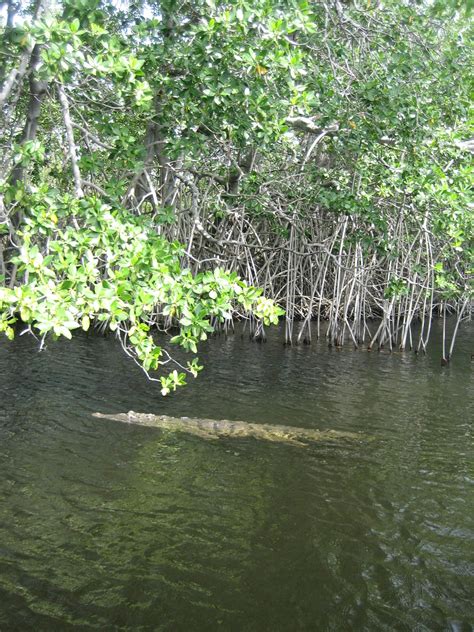 Black River (Jamaica) Saw this almost exactly! :) | Jamaica, Beautiful ...