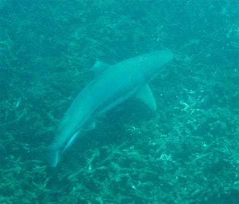 Snorkeling Maya Bay | Koh Phi Phi | Thailand