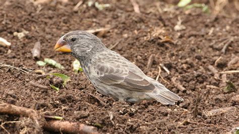 Steve Arlow Birding: The Galapagos : September 2007 (part 4)