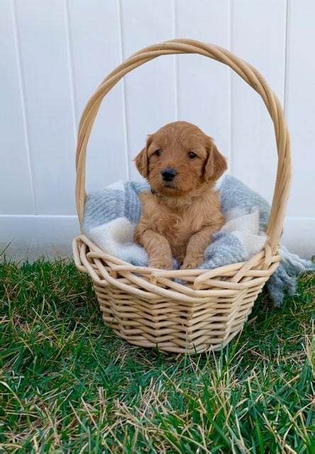 this sweet mini Goldendoodle puppy is available for adoption, ready to go home Easter weekend ...