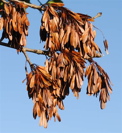 Ash trees - Fraxinus excelsior - Ash tree identification - Kent Downs