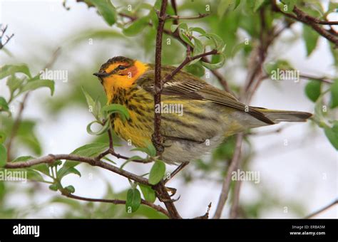 Cape May warbler (Setophaga tigrina) during the Spring migration Stock Photo - Alamy