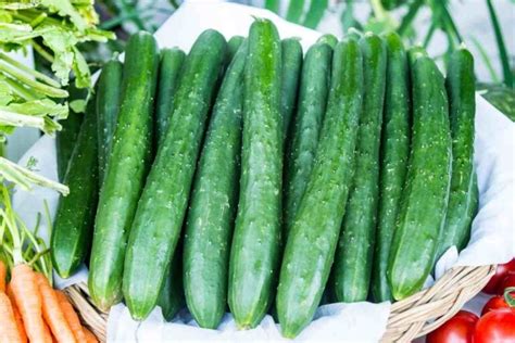 Burpless Cucumbers: How to Plant, Nurture, and Enjoy These Healthy ...