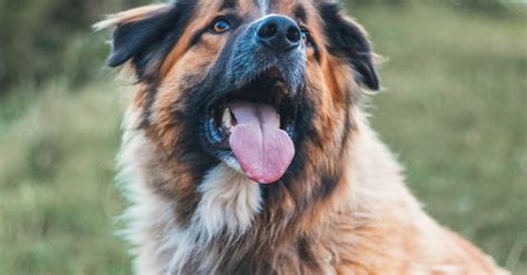 Symptoms of Mouth Cancer in Dogs: What to Look For | FirstVet