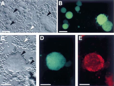 EGFP and GP64 expression in syncytia. Sf 9 cells expressing GP64 and... | Download Scientific ...