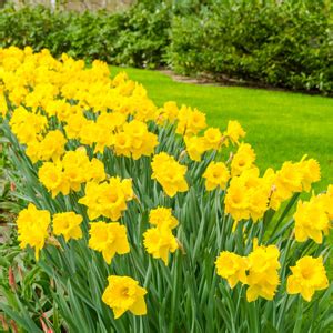 Daffodil Yellow Trumpet - Garden Express