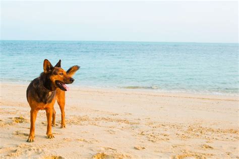 Premium Photo | A happy dog relaxing on the beach