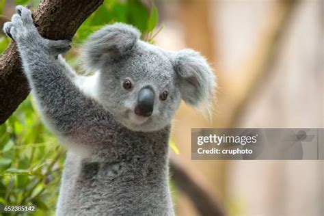 2,111 Koala Habitat Trees Stock Photos, High-Res Pictures, and Images ...