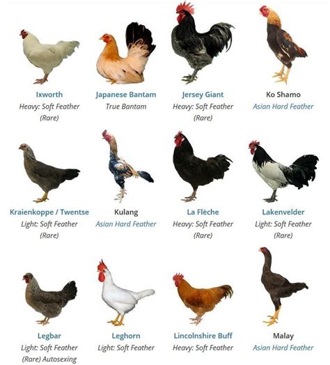 https://poultrykeeper.com/chicken-breeds/ | Chicken breeds, Chicken ...