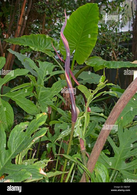 Kohila (Lasia spinosa), blooming Stock Photo, Royalty Free Image: 76019175 - Alamy