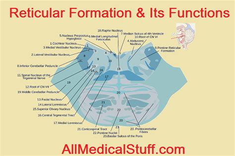 what is the main function of the reticular formation?