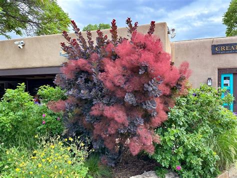 smoke-tree-royal-purple - Tree Top Nursery & Landscape Inc.