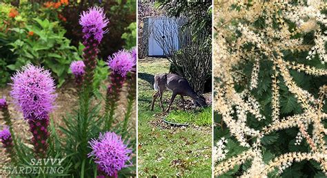 Deer-Resistant Perennials: Choices For Beautiful Foliage And Blooms